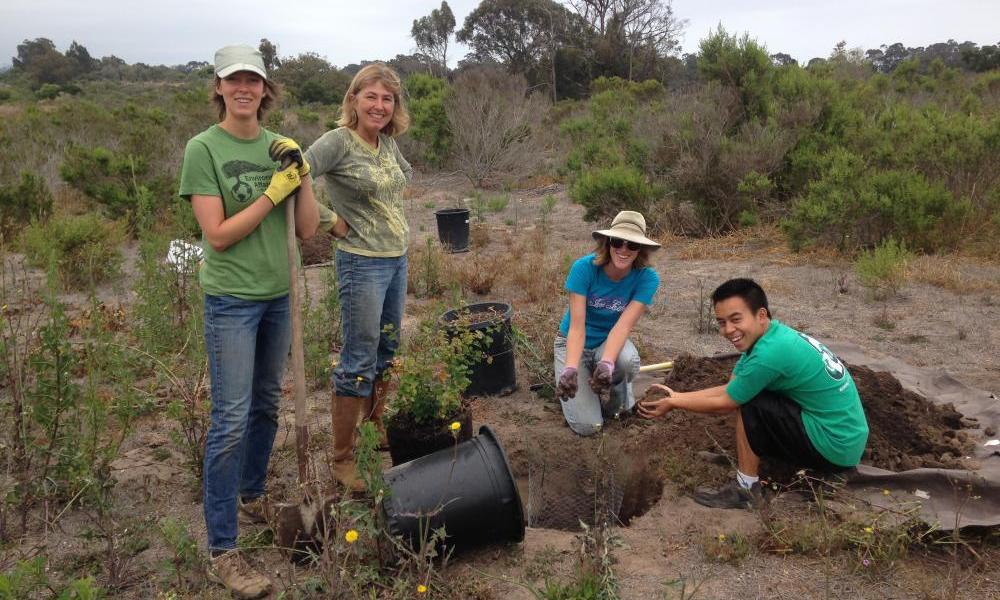 Planting Oak