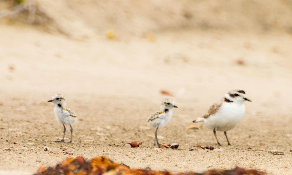 Snowy Plover program