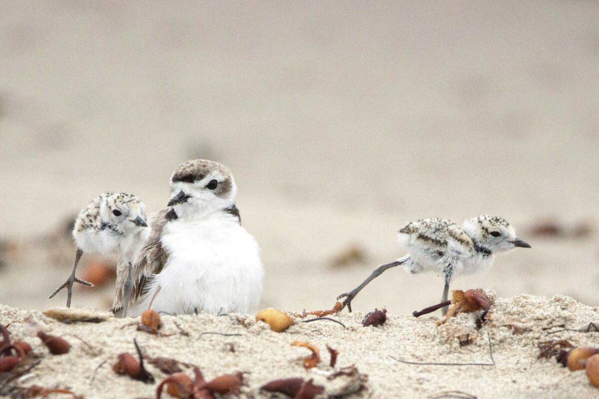 snowy plovers