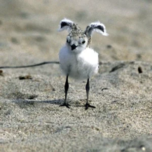 snowy plover chick