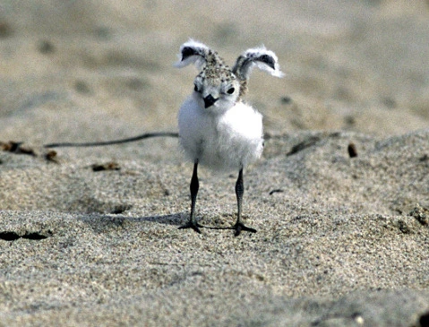 snowy plover chick