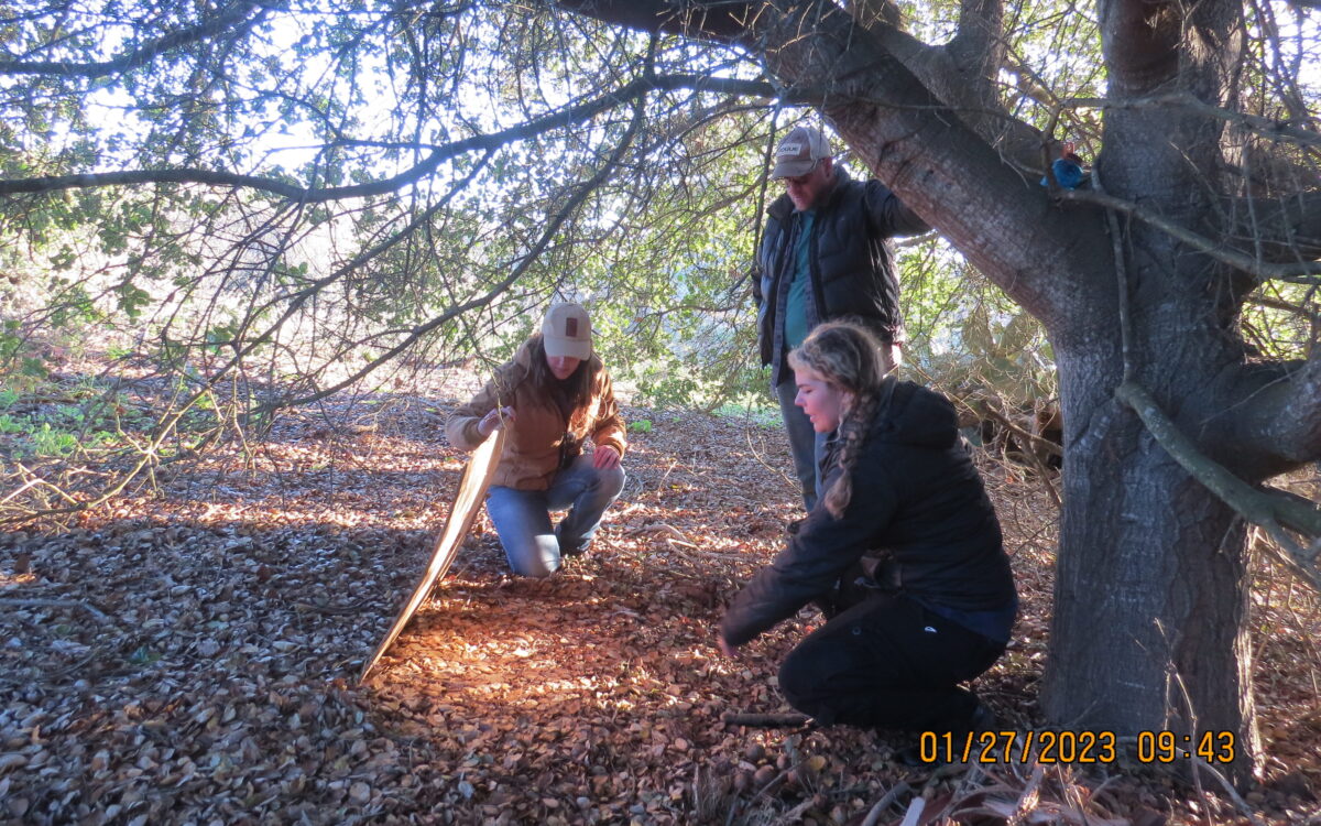 Students checking herptile boards