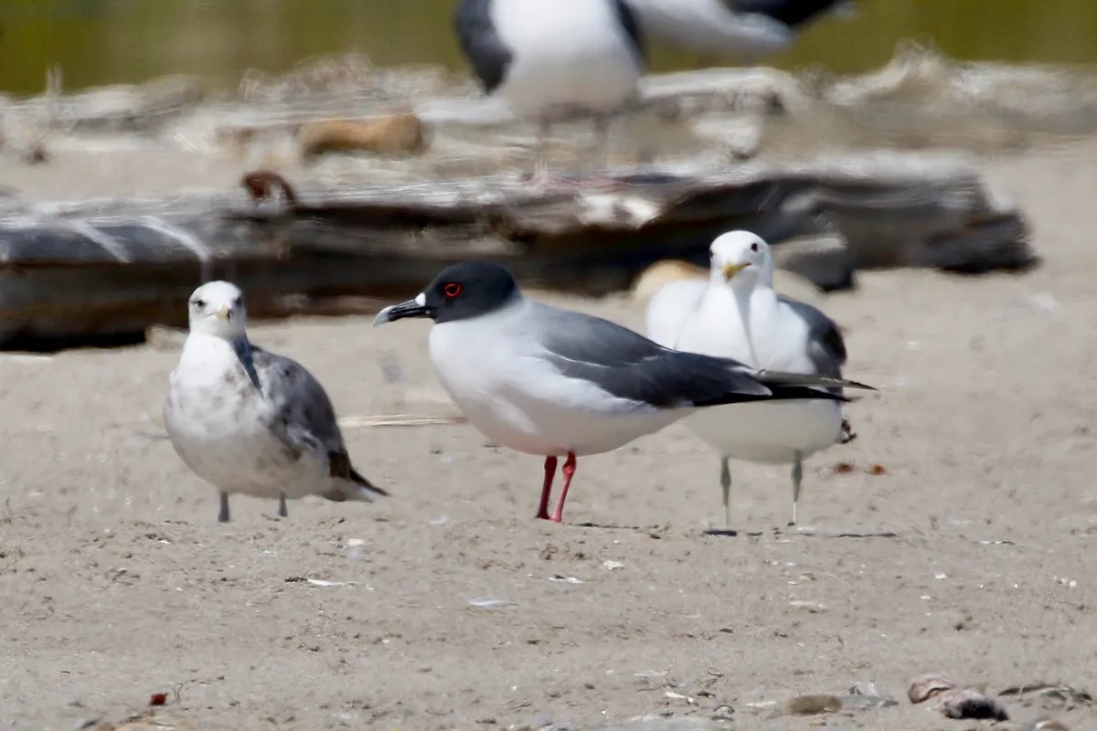 The star bird flanked by a California and a western gull