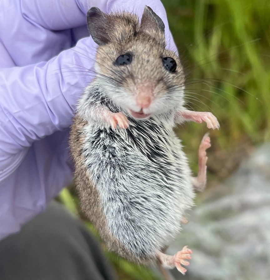 Tick-Borne Disease Ecology