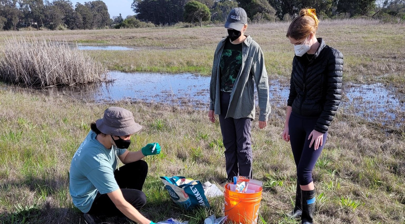 Using Aquatic Invertebrates and Vegetation to Assess the Health of the Devereux Slough