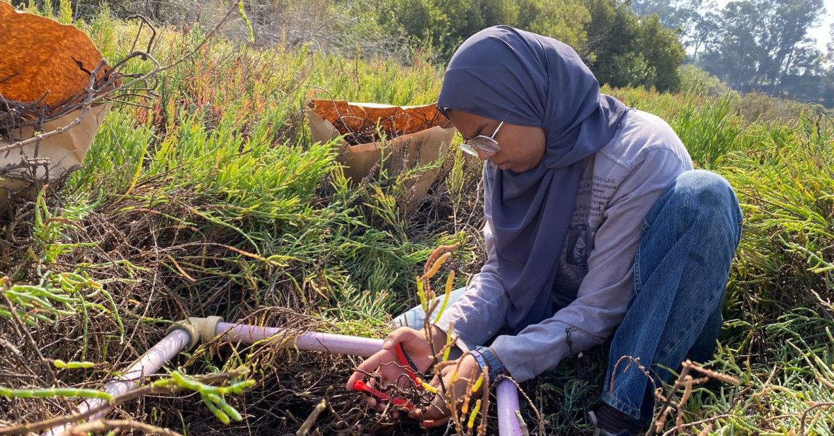 UCSB undergraduate student taking a vegetation sample